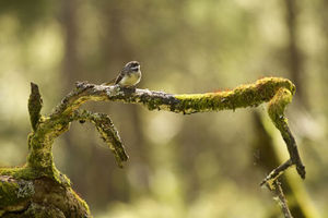 expanded nature expanded nature